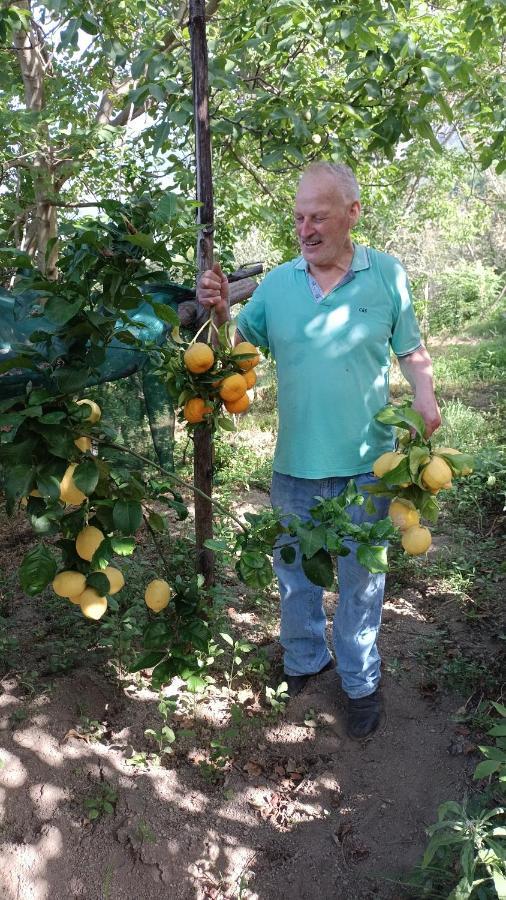 B&B Il Limoneto Gragnano Buitenkant foto